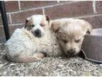 Adopt Hip a Golden Retriever