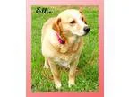 Adopt Ellie a RedGoldenOrangeCh estnut - with White Labrador Ret