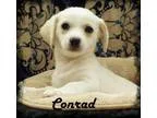 Adopt Conrad a TanYellowFawn - with White Labrador Retriever  Da