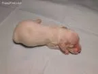 White Mini