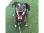 Adopt Louie a Brindle Labrador Retriever  Greyhound  Mixed dog i