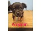 Adopt Benjamin a BrownChocolate - with Black Dachshund  Mixed do
