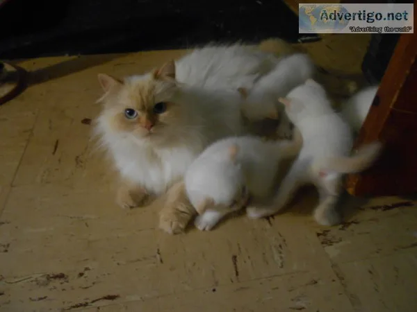 Persian kittens