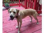 Adopt Alondra a TanYellowFawn Labrador Retriever  Mixed dog in A