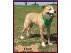 Adopt Cooper a RedGoldenOrangeCh estnut - with White Labrador Re