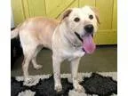 Adopt Chloe a RedGoldenOrangeCh estnut - with White Golden Retri