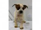 Adopt FINN a German Shepherd Dog Australian Cattle Dog (Blue Hee