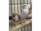 Adopt SNICKET a Finch
