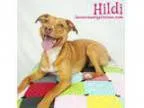 Adopt Hildi a Australian Terrier Retriever