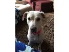 Adopt Penny Lane a White Labrador Retriever  Mixed dog in Austin