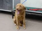 Adopt SAND MAN a RedGoldenOrangeCh estnut Labrador Retriever  Mi