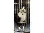 Adopt Handsome Tux a Tuxedo
