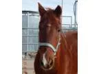 Tennessee Walker 15hd 15 yr