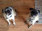 Adopt Bruiser a TanYellowFawn - with Black Pug  Mixed dog in Str
