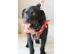 Adopt Walter a Black Terrier (Unknown Type Small)  Mixed dog in 