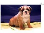 Gabriel - English Bulldog Male