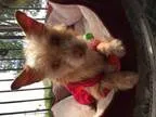 Adopt Popcorn a Cairn Terrier Jack Russell Terrier