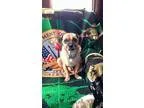 Adopt Casper a TanYellowFawn - with Black Pug  Beagle  Mixed dog