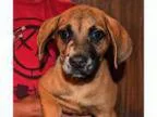 Adopt Nixon a Australian Shepherd Labrador Retriever