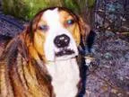Adopt Mikey a Australian Shepherd