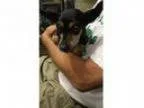 Adopt Daisy a Miniature Pinscher