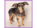 Adopt Maya a Dachshund