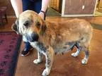 Adopt Eleanor a RedGoldenOrangeCh estnut Golden Retriever  Retri