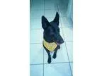 Adopt Jolie a Black German Shepherd Dog  Mixed dog in Homestead 