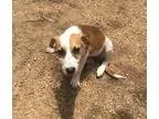 Adopt Breslyn a White - with Red Golden Orange or Chestnut Beagl