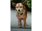 Adopt Becker GREAT LITTLE DOG a BrownChocolate Terrier (Unknown 