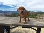 Adopt Momo a RedGoldenOrangeCh estnut Labrador Retriever  Boxer 