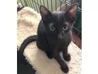 Adopt Indigo a All Black Bombay (short coat) cat in Houston TX (
