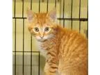 Adopt KITTENS a Tortoiseshell Domestic Shorthair  Mixed (short c