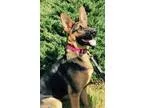 Adopt Trooper a Black - with Tan Yellow or Fawn German Shepherd 