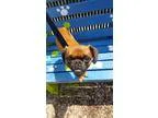 Adopt Rusty a BrownChocolate Brussels Griffon  Mixed dog in Wash
