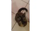 Adopt Elvira a Domestic Shorthair  Mixed (short coat) cat in Aus