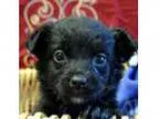 Adopt Gingersnap a Spaniel Australian Shepherd