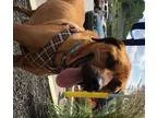 Adopt Boe a Boxer  Mixed dog in Cincinnati OH (15730743)