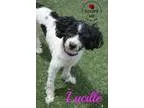 Adopt Lucille a White - with Black Shih Tzu  Poodle (Miniature) 