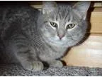 Adopt Dasher a Tabby - Grey