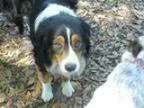 Adopt Hooper a Australian Shepherd