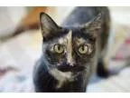 Adopt Velvet a Tortoiseshell Domestic Shorthair  Mixed (short co