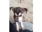 Adopt Mocha II a BrownChocolate Catahoula Leopard Dog  Mixed dog