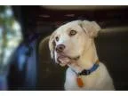 Adopt Gus a RedGoldenOrangeCh estnut Labrador Retriever  Mixed d