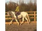 14.2hh 5 year old Appaloosa gelding