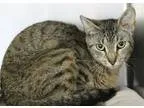 Adopt Dolphin a Brown Tabby Domestic Shorthair  Mixed (short coa