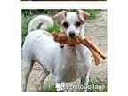 Adopt Pixel JS in MS a Jack Russell Terrier  Basenji  Mixed dog 