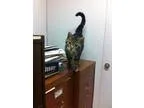 Adopt Kitty a Domestic Short Hair