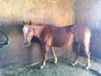 yr Old Welsh Pony Mare