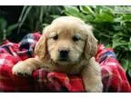Adorable AKC Golden Retriever Puppy &quotMissy&quot